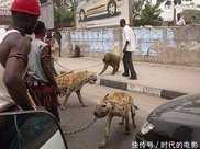 非洲人為啥不怕鬣狗？知道這些以後，看完這些以後，滿滿的的心酸！