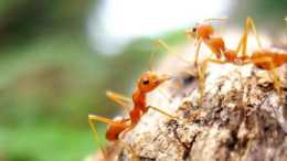 “小小螞蟻”小小螞蟻居然使人休克倒地，警惕外來物種