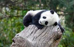 大熊貓的各種奇葩睡姿，果然是大佬，這小短腿，是要翹上天嗎？