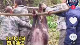 四川通江獵捕野豬8頭, 死傷獵狗8條, 其中一條進口獵狗價值6萬