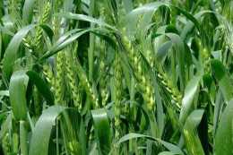 小麥增產管理如何做？小麥使用增產葉面肥真的有用嗎？哪種好