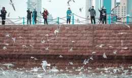青島市民"挽留海鷗"已26年,這些人卻在棧橋"辣手摧鷗"!