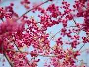 【賞花】春天的櫻花，你見過嗎？慶元山腰賞花賞花，賞花攻略來啦！