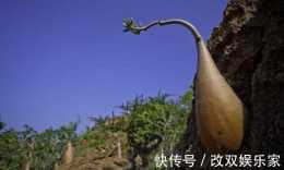 中國最"昂貴"的2棵樹,一棵受武警常年保護,一棵安裝了攝像頭