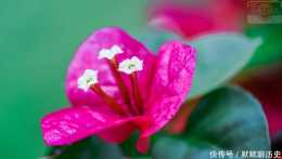 三角梅花綻放的迷人之美,紅豔嬌美的花朵美麗獨特,花期很長