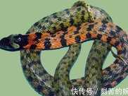 虎斑頸槽蛇到底是不是毒蛇如果被咬傷，它的毒性有多強
