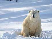 世界上最恐怖的動物，北極熊上榜，是食物鏈頂端獵食者！