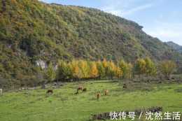 陝南秦嶺的深山中,有一片童話般的牧場,被遊客稱為"小瑞士"