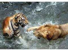 老虎和獅子為何捱餓也不吃熊貓？網友：也不看熊貓在上古時期叫啥
