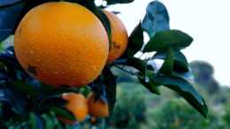 贛南臍橙採摘季, 一年一採卻採淡了對臍橙特有的感情, 吃不起了