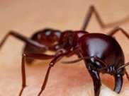 最有“用”的螞蟻！可以用來縫合傷口，家裡有它都不用創可貼了