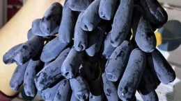 藍寶石葡萄的優勢、缺陷和發展趨勢，這些藍寶石葡萄的優勢在哪裡？