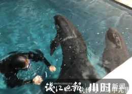 台州海洋世界裡的瓜頭鯨怎麼樣了？不哭不鬧但不肯吃飯