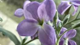【紫羅蘭】花開花落花開，你見過嗎？紫羅蘭三代花開的樣子太美了！